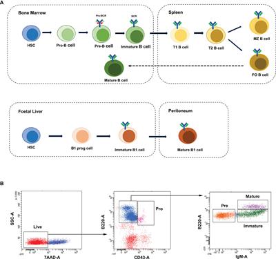 Whole-Transcriptome Profiling and circRNA-miRNA-mRNA Regulatory Networks in B-Cell Development